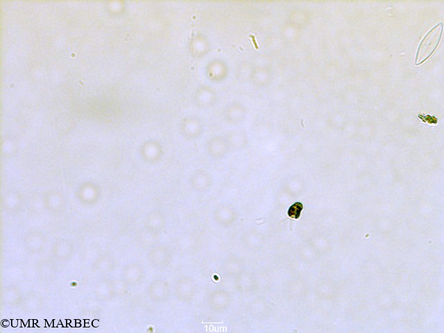 phyto/Scattered_Islands/all/COMMA April 2011/Nanoflagellé 8 (ancien Flagellé 5)(copy).jpg